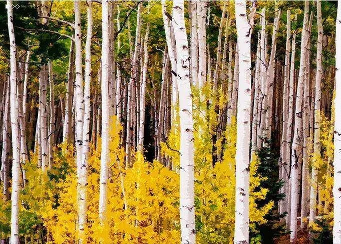 Natuurlijk zuiver supplement Birch Bark Extract 98% Betulinic 0